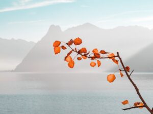 This is a picture of  a tree's branch and mountains that is also associated with the divinity as mentioned in the story Curse Be On You.