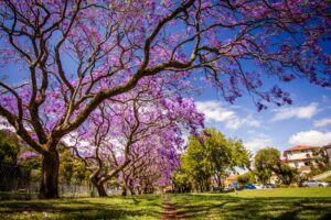 There is a picture of tree that highlights the theme of luck in The Symphony of Luck.