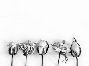 There is a black and white picture of withering flowers that highlights the theme of death in When Breath becomes air quotes. 