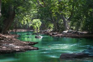 There is a picture of a river and trees that reflects the theme of peace in Siddhartha quotes.