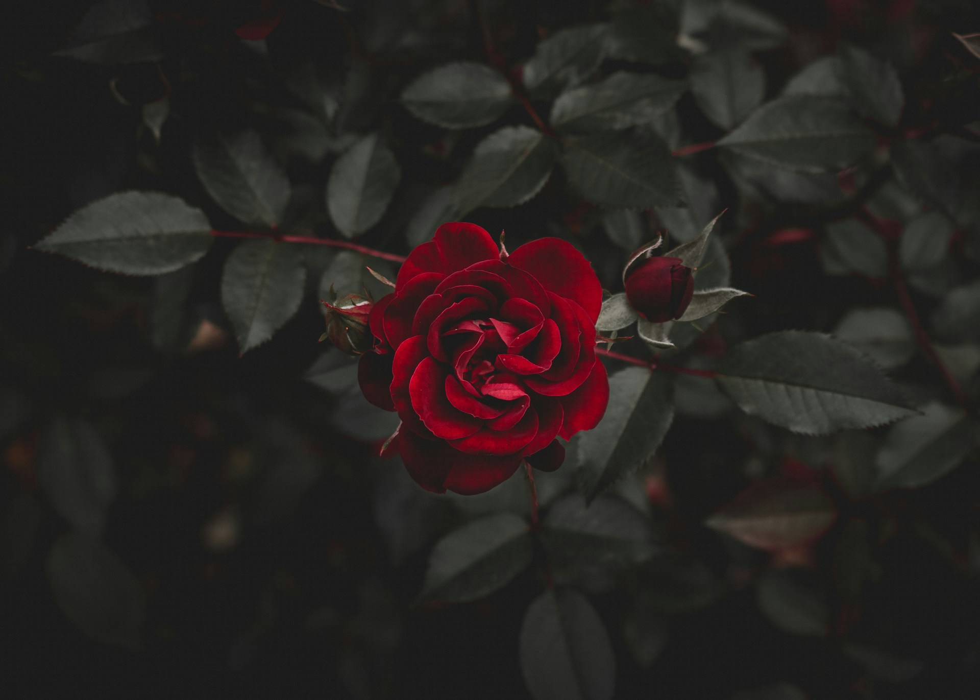 There is a picture of a rose that highlights theme of love in Great Expectation quotes.